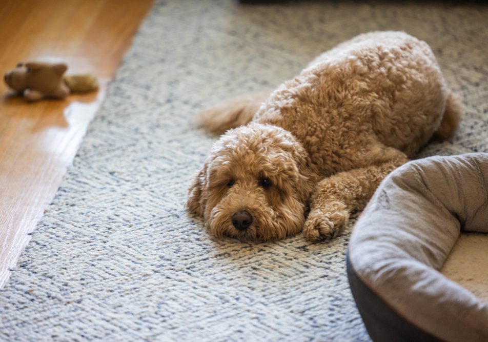 Cane con diarrea sdraiato sul divano con i sintomi di letargia