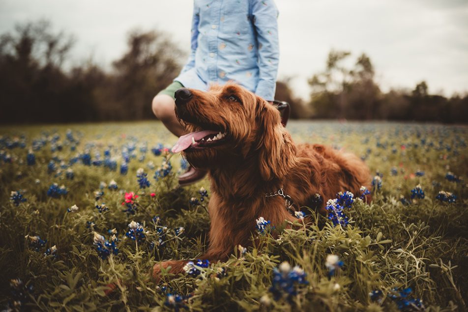 Cane di razza irlandese dal pelo rosso insieme al suo padrone che contrae la dermatite da contatto in un campo di fiori blu