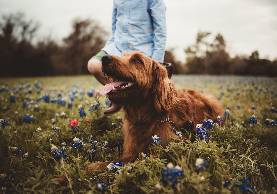 Cane di razza irlandese dal pelo rosso insieme al suo padrone che contrae la dermatite da contatto in un campo di fiori blu