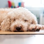 Cane stanco con sintomi pancreatite