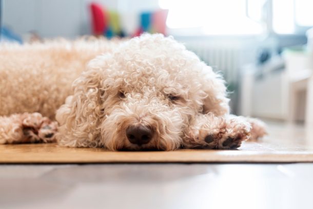 Cane stanco con sintomi pancreatite