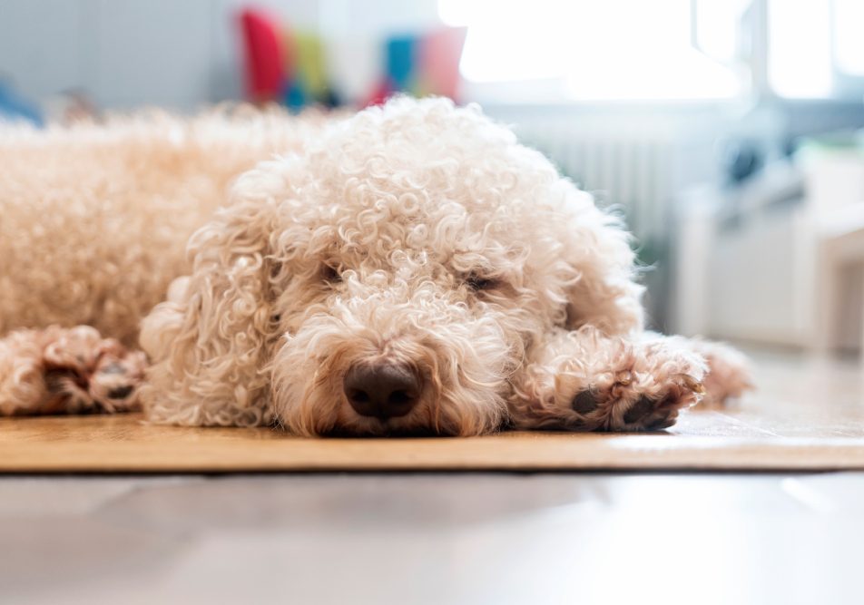 Cane stanco con sintomi pancreatite