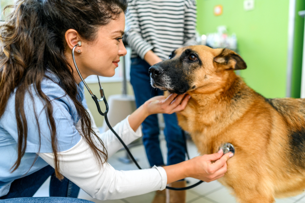 Veterinario visita cane che vomita schiuma bianca