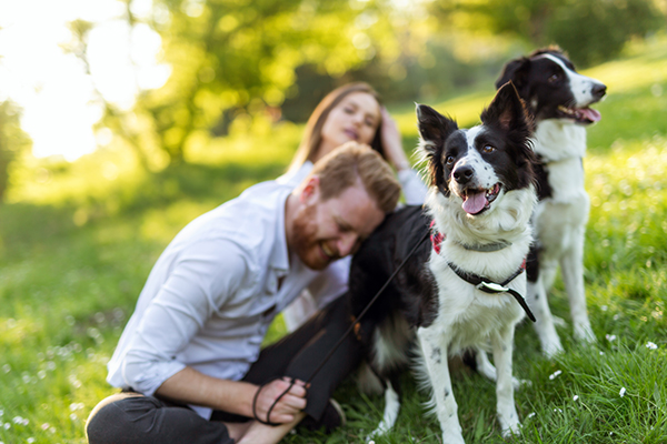 Fratelli cani collie che giocano felicemente al parco insieme ai loro padroni, fungendo da strumento di pet therapy