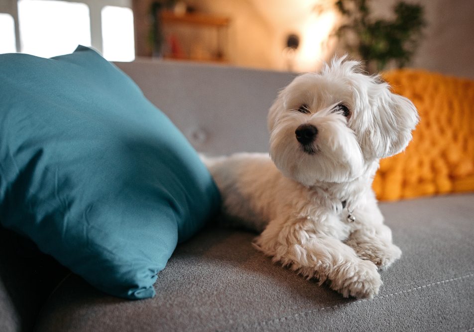 Un maltese sul divano, un esempio di cani piccoli da appartamento