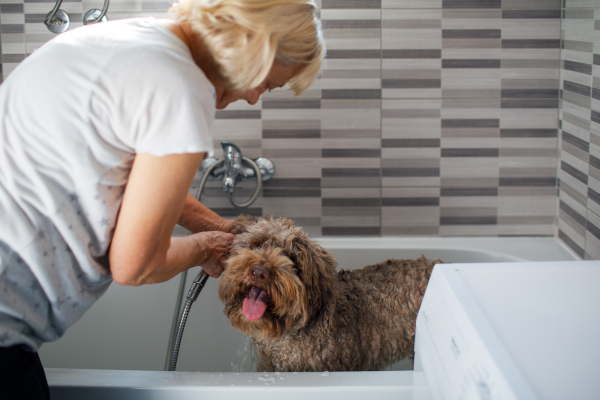 Come la vare il cane: la padrona prepara il suo cane per il bagno, nella vasca