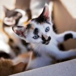 Gattini dentro una scatola con il virus del parvovirus gatto