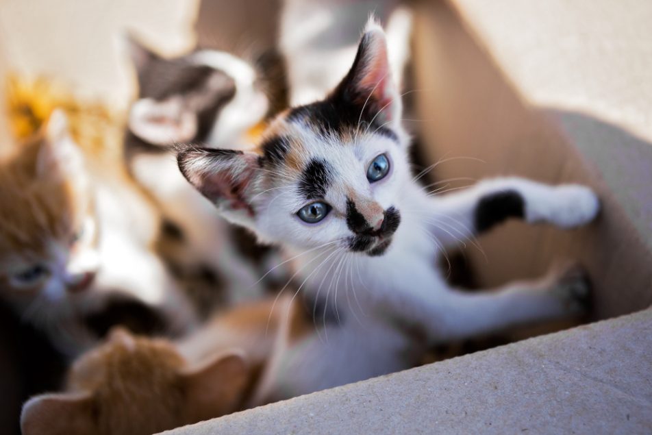 cuccioli-con-parvovirus-gatto Gattini dentro una scatola con il virus del parvovirus gatto