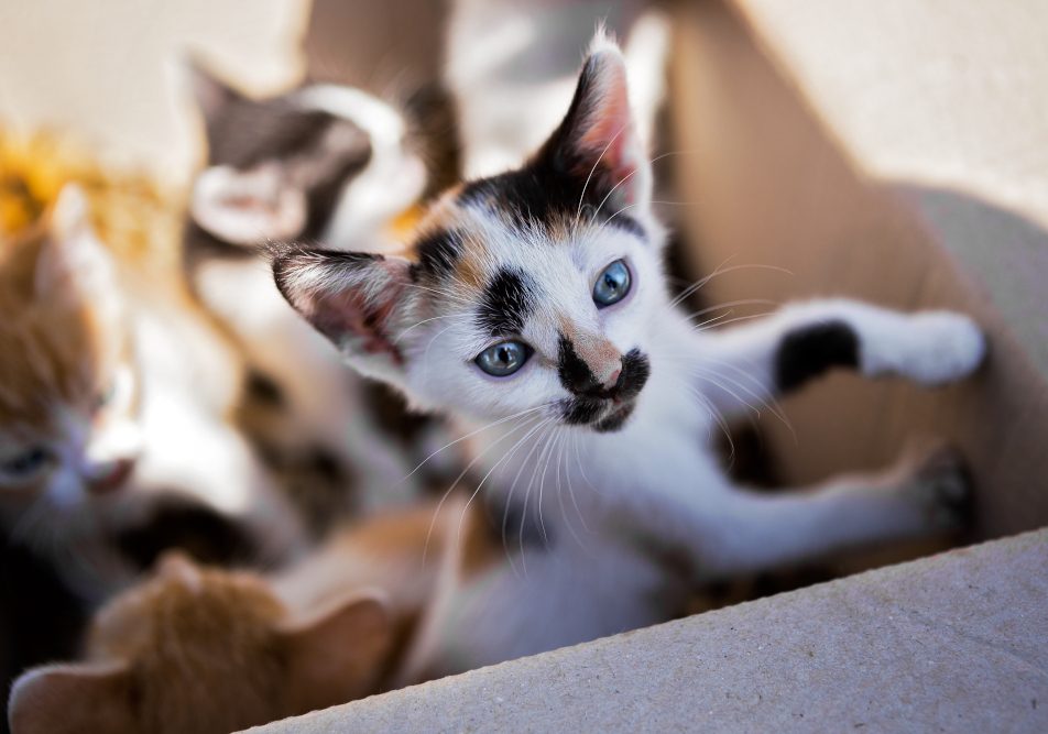 Gattini dentro una scatola con il virus del parvovirus gatto