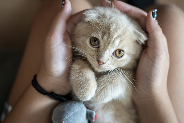 Adorabile cucciolo di gatto sulle gambe della sua nuova padrona, uno dei più amati animali da compagnia