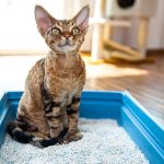 Gatto Devon Rex che soffre di diarrea seduto nella lettiera in soggiorno