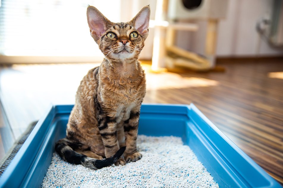 diarrea-gatto-seduto-nella-lettiera-in-soggiorno Gatto Devon Rex che soffre di diarrea seduto nella lettiera in soggiorno