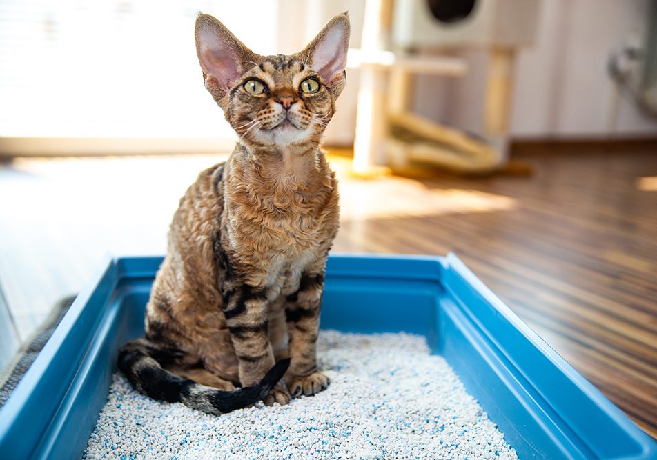 Gatto Devon Rex che soffre di diarrea seduto nella lettiera in soggiorno