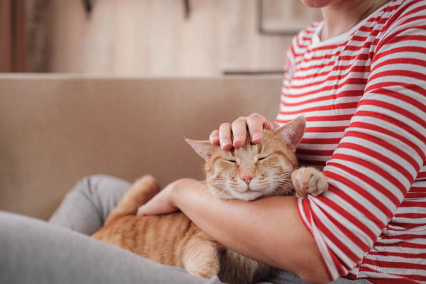 Donna, sul divano, accarezza il proprio gatto come pet therapy