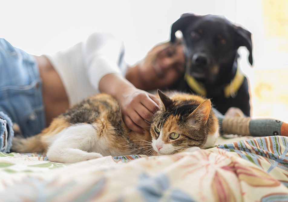 donna-sdraiata-a-letto-con-cane-e-gatto-rischiando-parvovirus-gravidanza Donna in età fertile, sdraiata a letto con i suoi due animali domestici, un cane nero e una gatta tricolore, a rischio di contrarre il parvovirus in caso di sospetta gravidanza