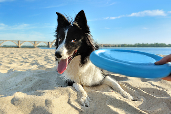 Padrona che educa il suo cane collie a familiarizzare con il gioco del frisbee sulla spiaggia nel delta del fiume cittadino