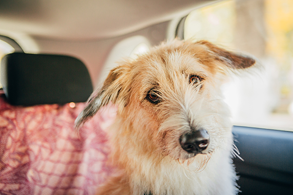 Cane dagli occhi amorevoli che avverte del malessere fisico, provocato dalla gastroenterite, durante il viaggio in auto