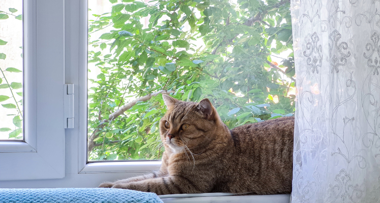 Un gatto a casa, su un davanzale di una finestra