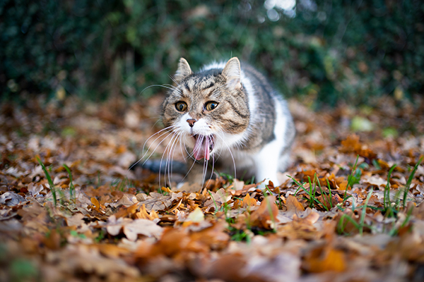 Gatto tabby che vomita sulle foglie in giardino a causa di un’irritazione gastrica