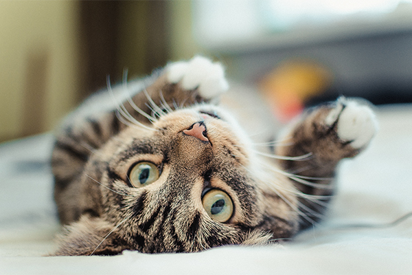 Giovane gatto tabby con sintomi della pancreatite che riposa allegro e vigile nel letto sopra le lenzuola