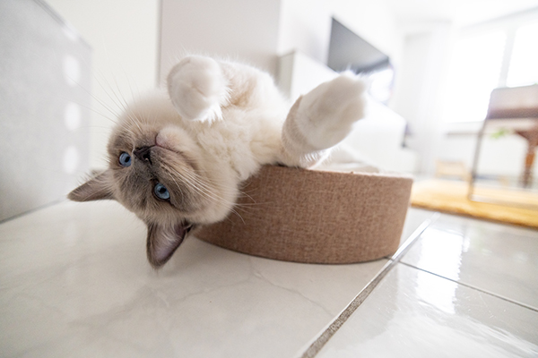 Gatto che gioca spensierato nella sua cuccia, grazie ai padroni che scelgono per lui di adottare uno stile di vita sano come forma di prevenzione della pancreatite