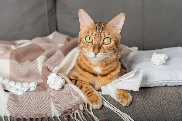 Gatto con il raffreddore avvolto in una coperta sul divano di casa, trattato dai proprietari con dei medicinali