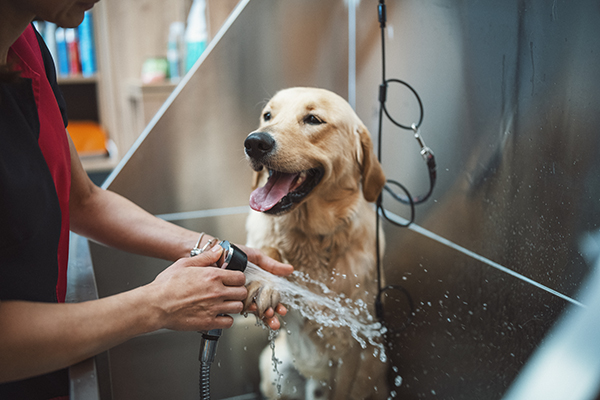 Cane Golden Retriever dal toelettatore per l’igiene del suo manto al fine di evitare di contrarre le pulci