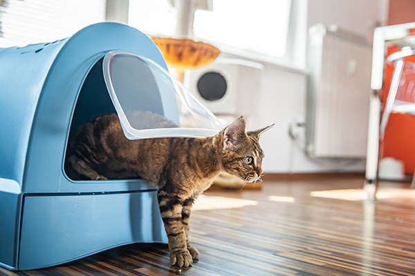 Giovane gatto domestico con diarrea che utilizza la lettiera, situata in un’area a lui dedicata all’interno del salotto