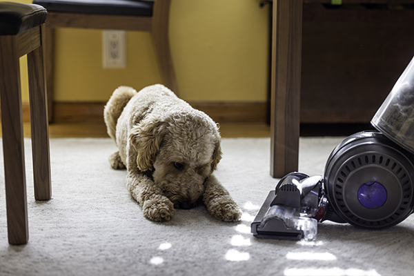 Padrona che aspira il tappeto del salotto in presenza del cane, igienizzando l’ambiente casalingo come forma di prevenzione contro le punture di pulci