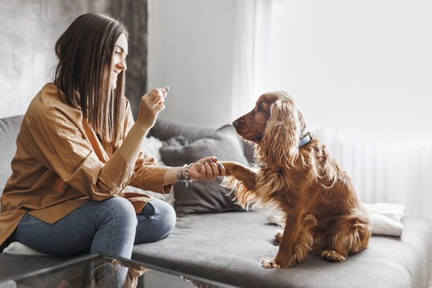 padrona-concedendo-dolcetto-al-pet-dopo-avere-dato-la-zampa Padrona insieme al suo cane cocker nel salotto di casa, che gli concede un dolcetto dopo che il suo pet ha imparato a darle la zampa