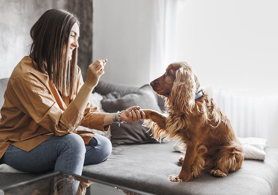 Padrona insieme al suo cane cocker nel salotto di casa, che gli concede un dolcetto dopo che il suo pet ha imparato a darle la zampa