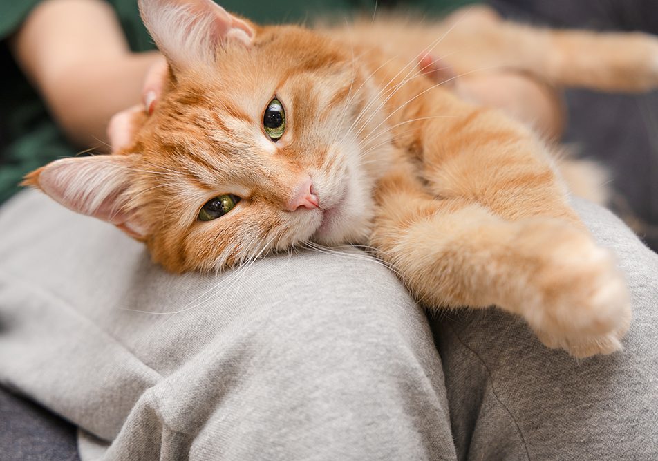 padrona-cullando-sulle-gambe-gatto-che-vomita-spesso Padrona che culla sulle sue gambe un gatto che vomita spesso in un momento di relax e di connessione con l’umano