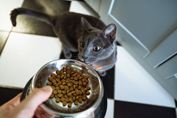 Padrona che cura l’alimentazione del suo gatto affetto da parvovirosi nella cucina di casa