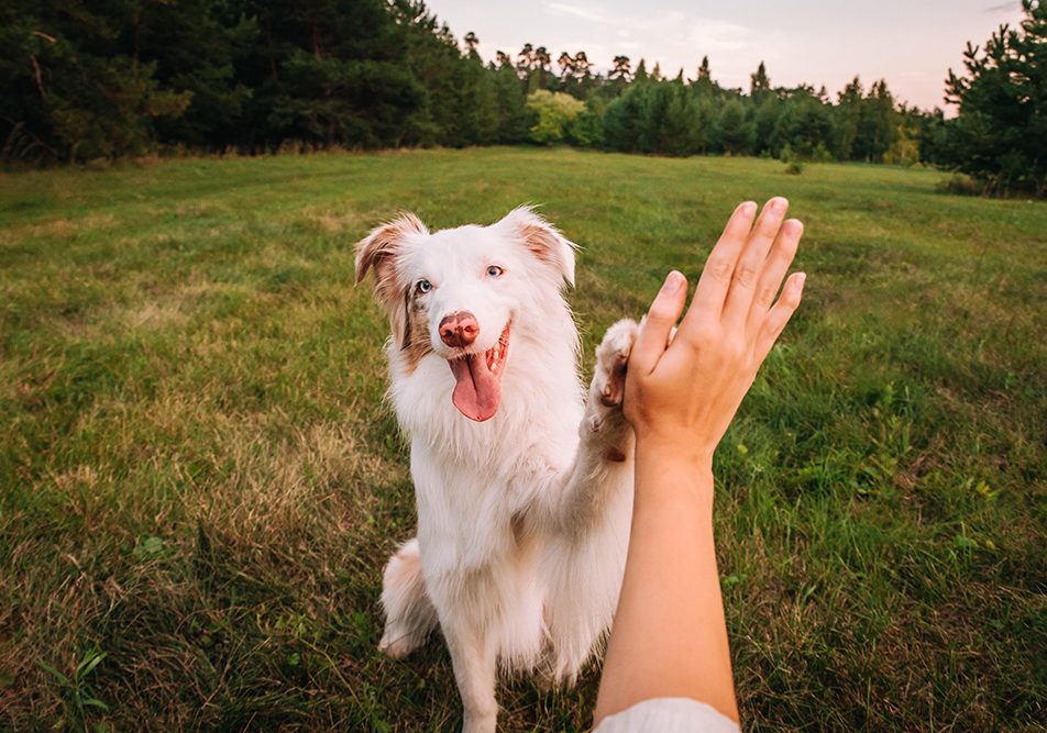 Padrona e giovane cane atletico, come pet domestico per eccellenza, che si danno il cinque mentre giocano al parco