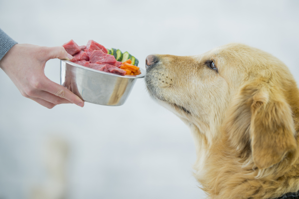Cane che annusa la ciotola con buona alimentazione per prevenire la diarrea