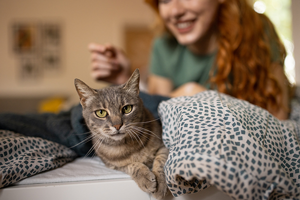 Giovane gatto che si rilassa a letto insieme alla padrona umana, dopo avere provato rimedi naturali per combattere l’avvelenamento