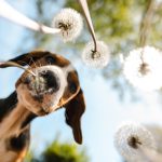 Giovane cane che scorrazza in un prato senza sintomi di avvelenamento annusa un dente di leone