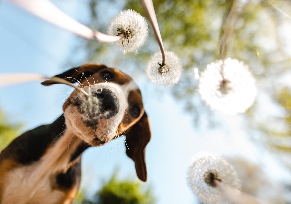 Giovane cane che scorrazza in un prato senza sintomi di avvelenamento annusa un dente di leone