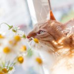 Gatto in appartamento senza sintomi di avvelenamento che annusa rilassato dei fiori di camomilla