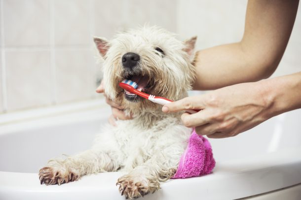 Donna fa toelettatura cani, lavando i denti al suo cane