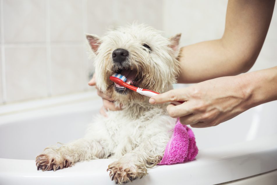 toelettatura-cani Donna fa toelettatura cani, lavando i denti al suo cane