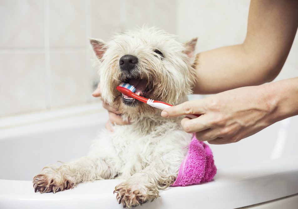Donna fa toelettatura cani, lavando i denti al suo cane