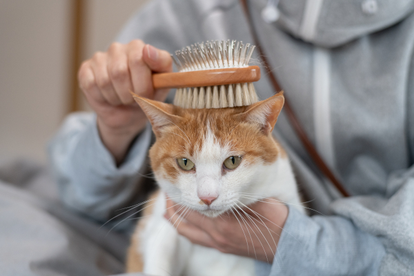 Toelettatura di animali domestici: donna spazzola il suo gatto