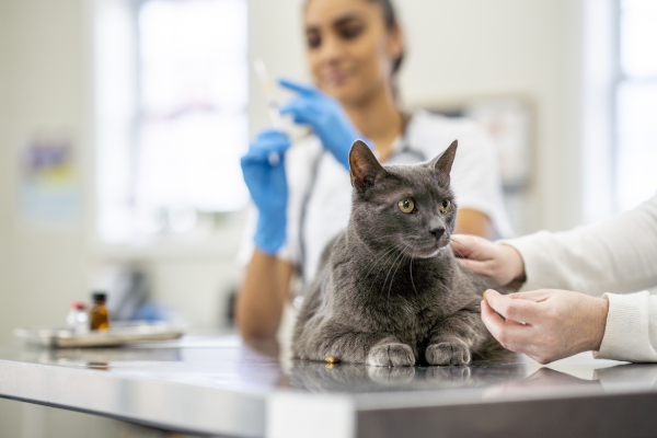 Gatto dal veterinario per vaccinazione contro parvovirus gatto