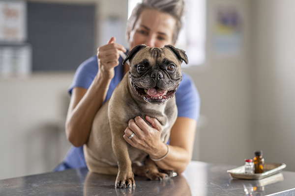 Veterinaria che somministra ad un cane dall’aria serena il vaccino contro il parvovirus all’interno della sua clinica