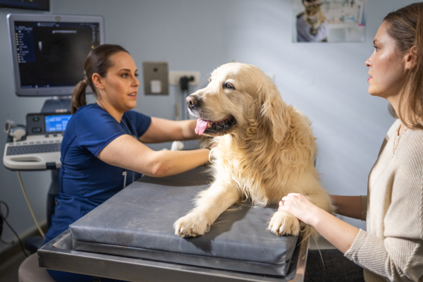 Veterinario visita cane per prevenire pancreatite