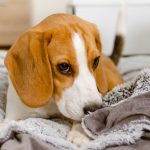 Cane sulla coperta, che ha problemi di vomito