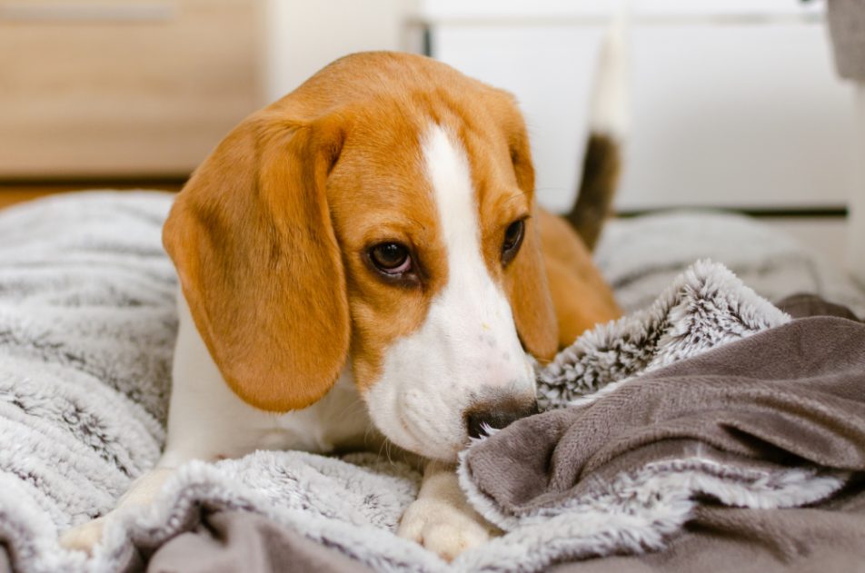 Cane sulla coperta, che ha problemi di vomito
