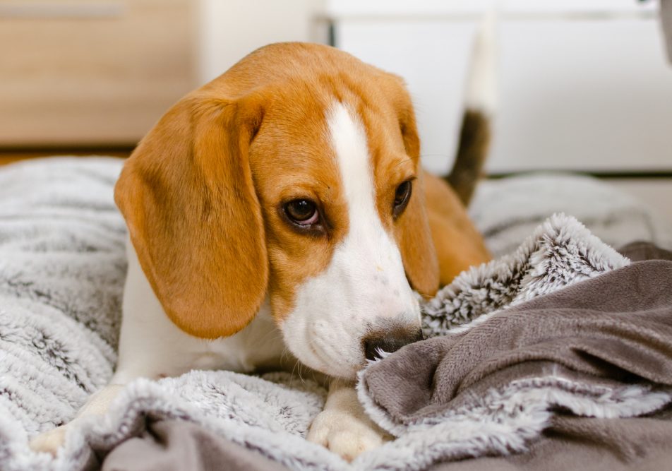 Cane sulla coperta, che ha problemi di vomito