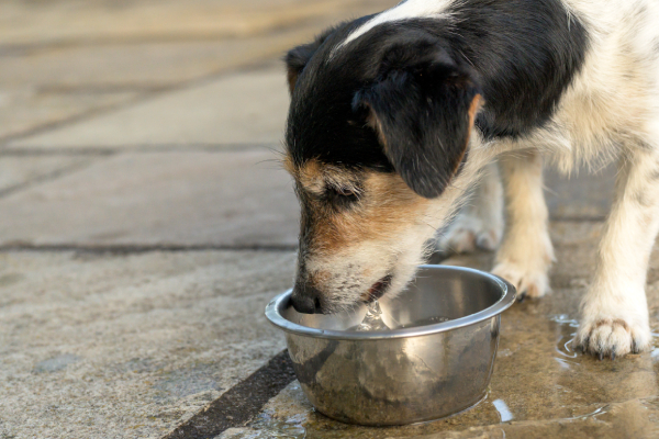 Cane che beve acqua, tra i rimedi naturali contro il vomito